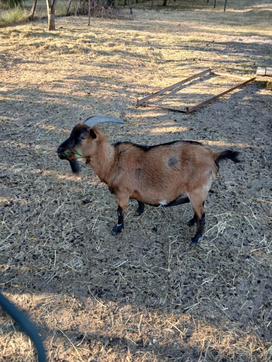 Mini koza