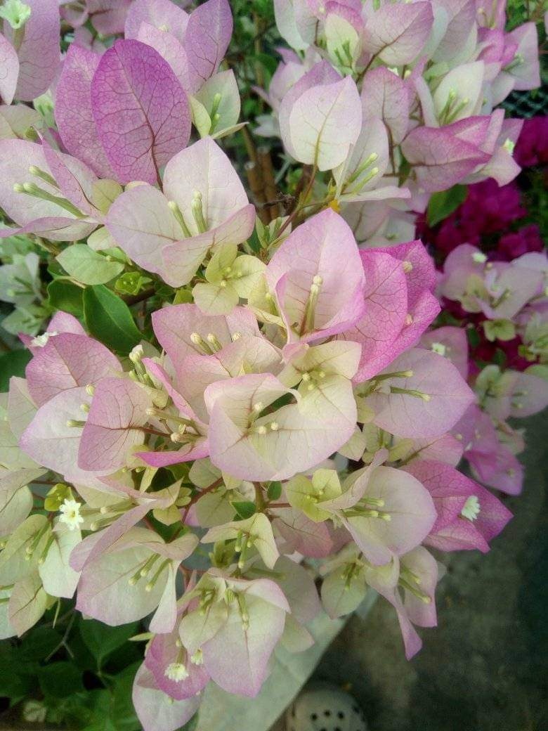 Bougainvillea,( bougainvillea, bugenvilea, bugenvila )