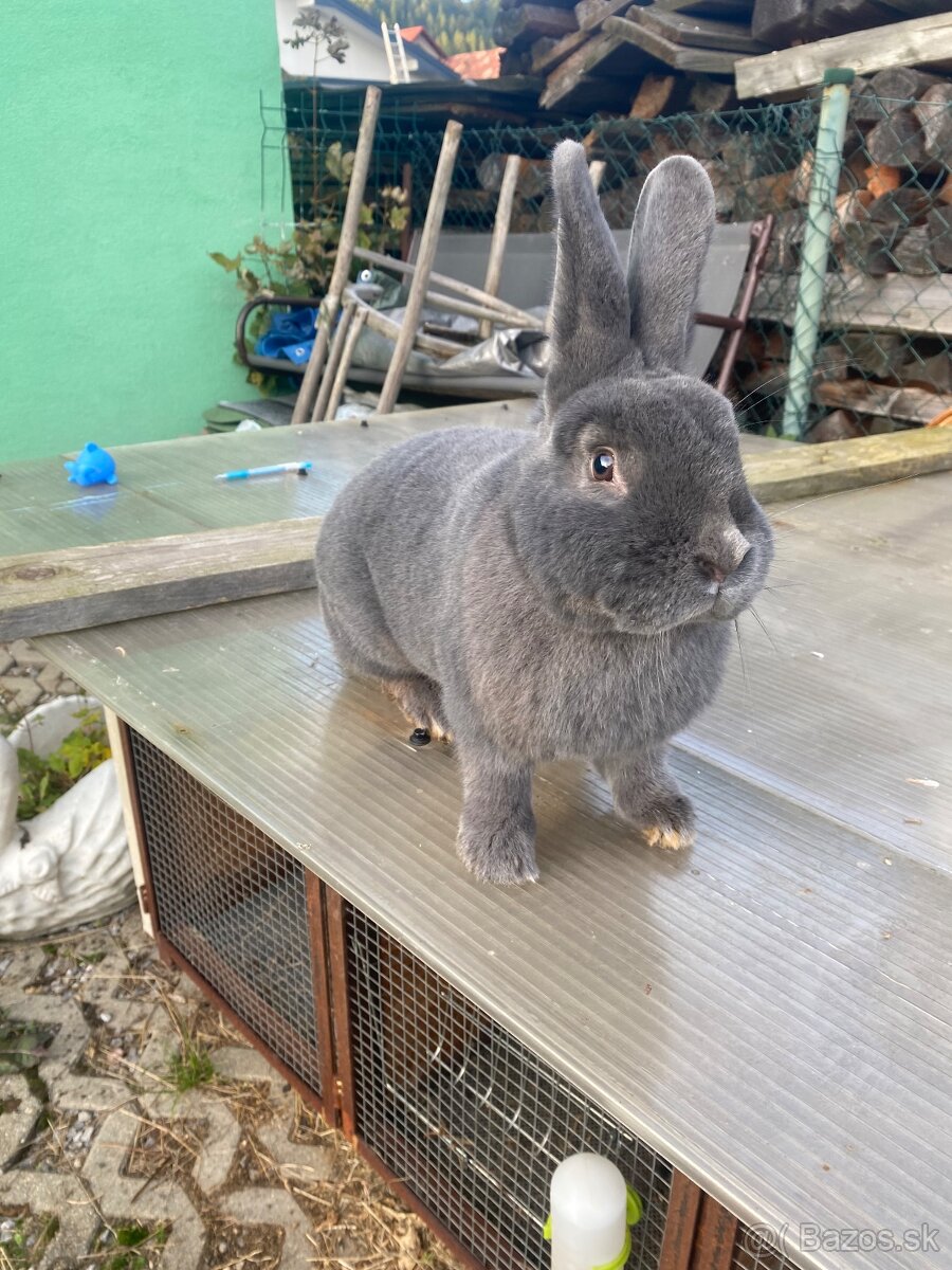 Samica Viedenský modrý