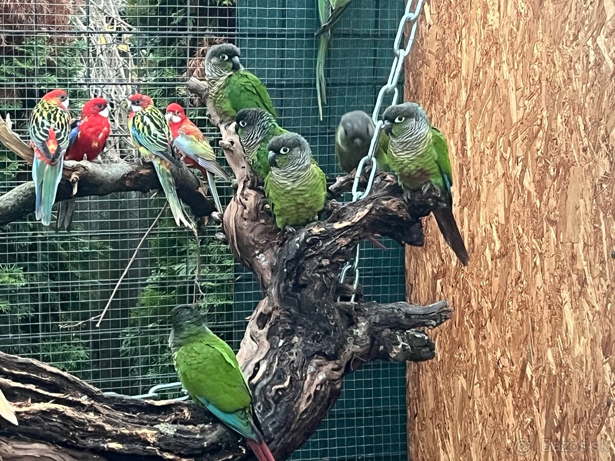 Pyrura zelenolíca 2025