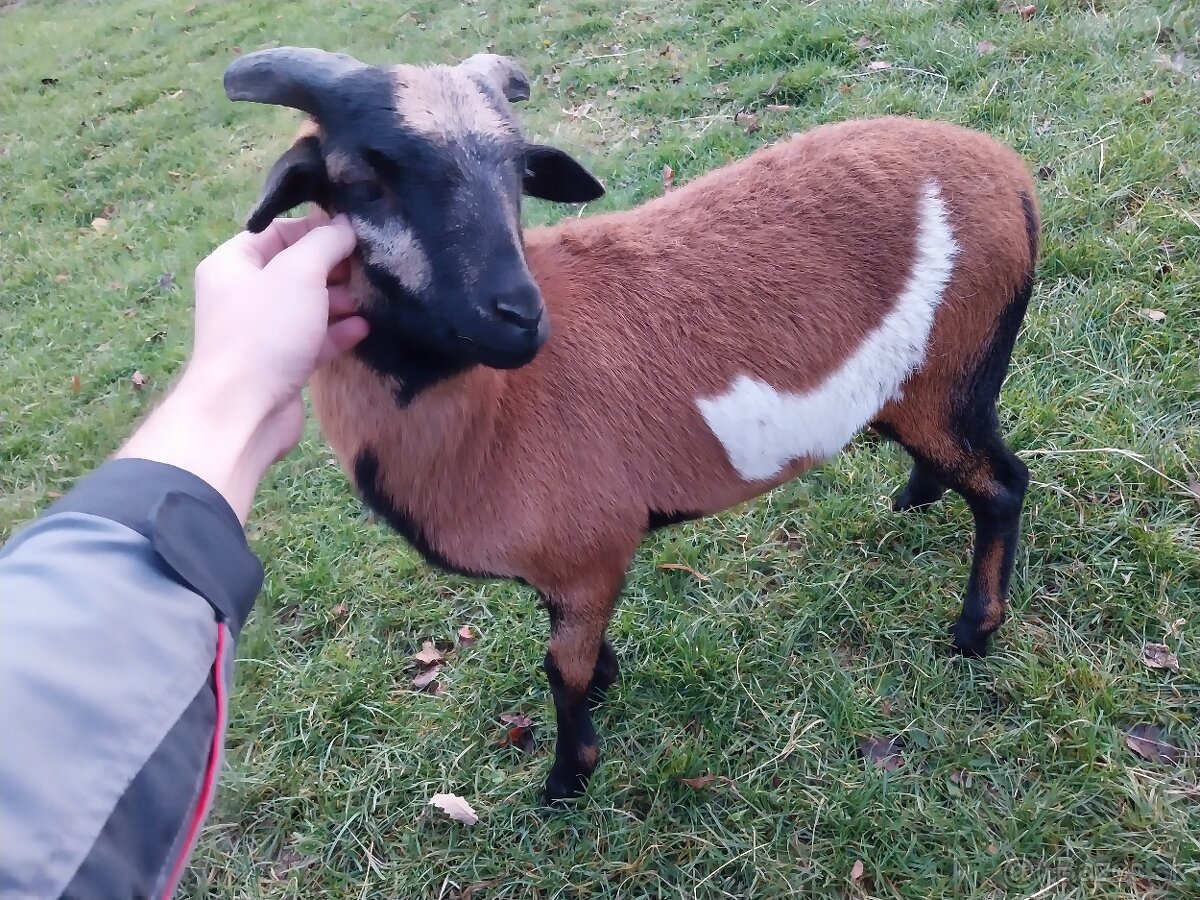 Kamerúnske barany a ovca na predaj