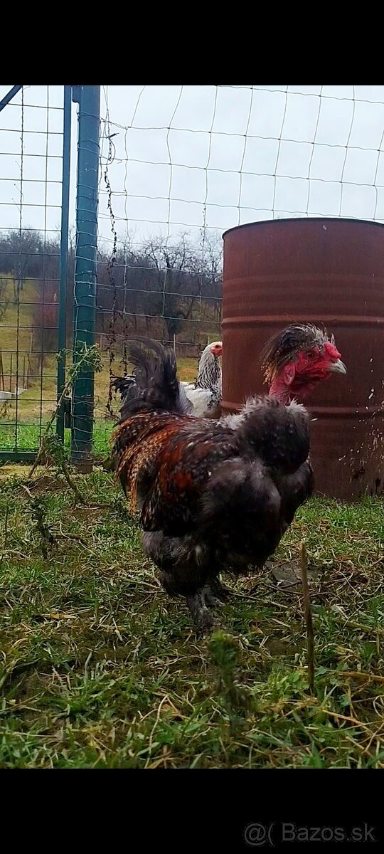 Kohútik hodvábnička