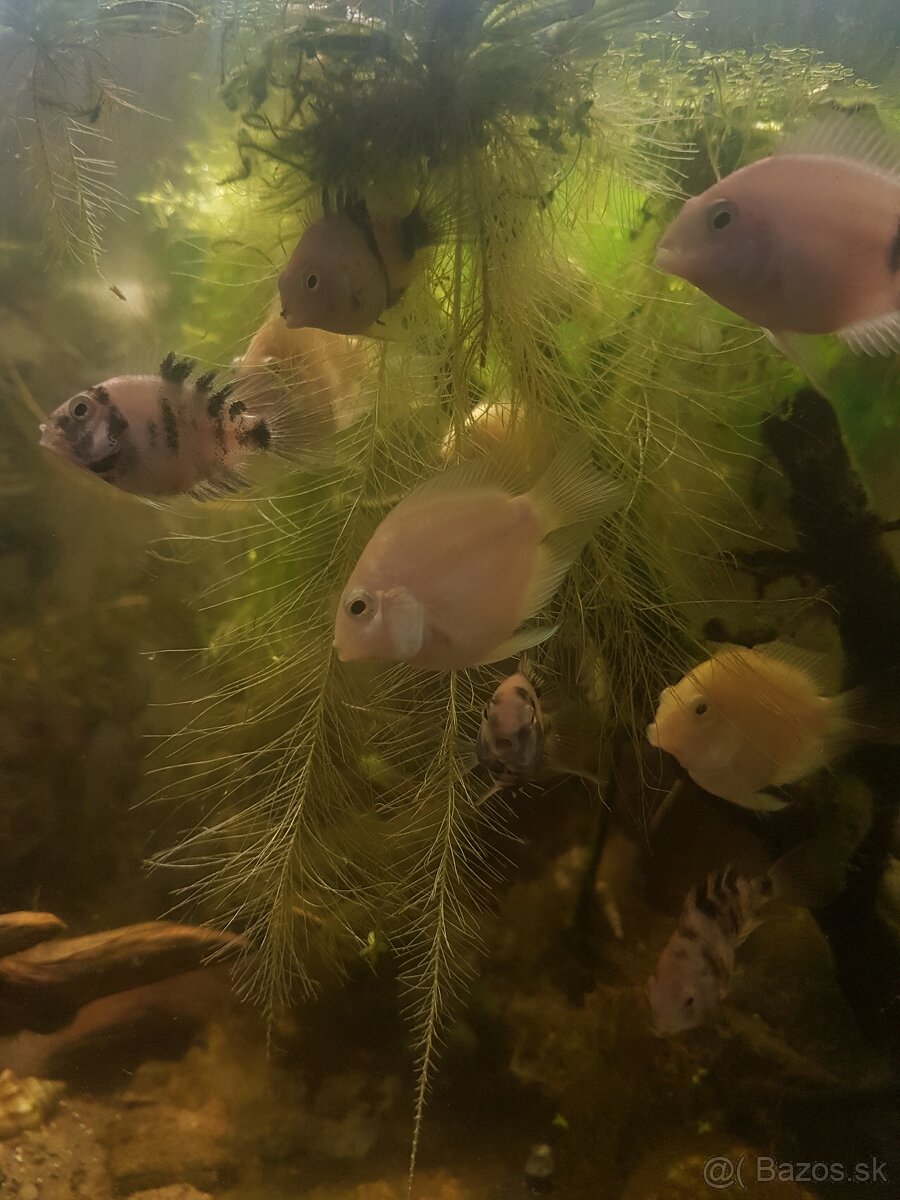 Mini parrot white