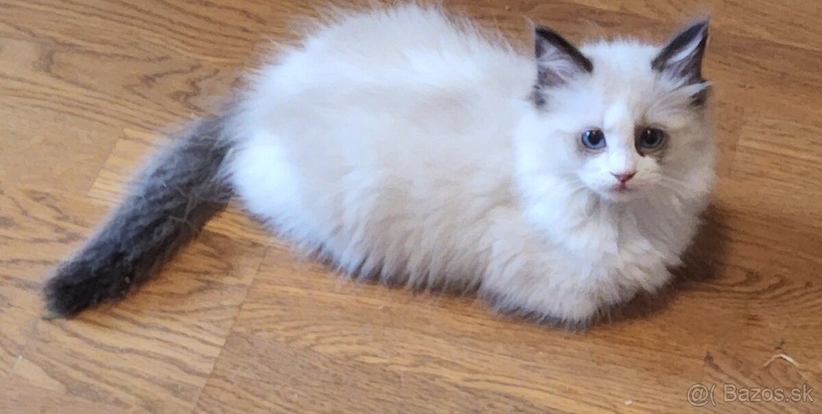 Ragdoll mačiatko