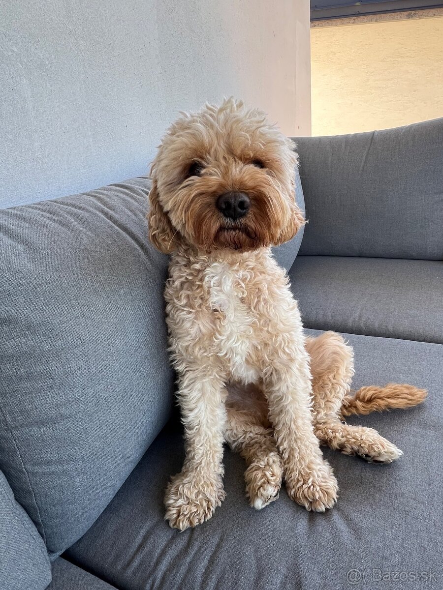 Cavapoo Max na krytie