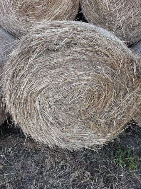 Predam balikovane seno pre kone, kozy, ovce