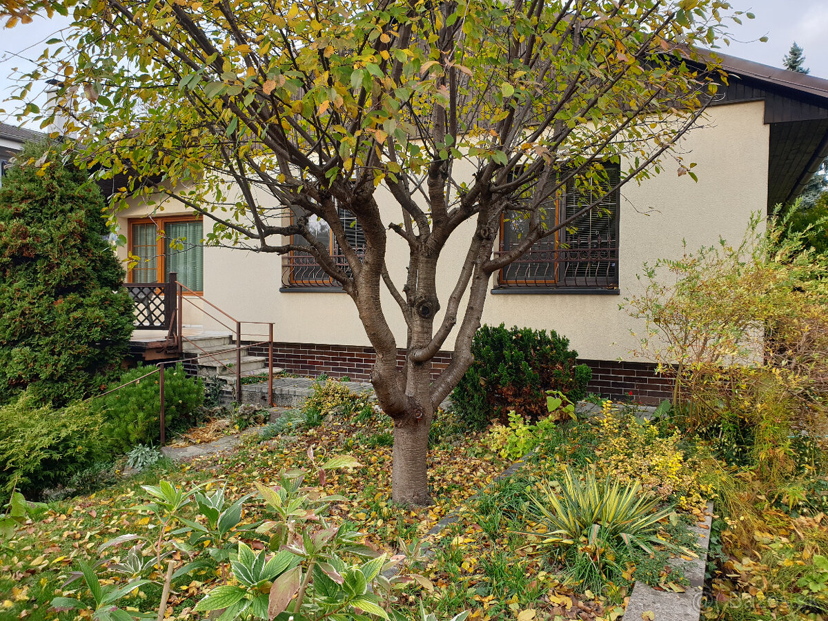 rodinný dom na prenájom, 4 izby, krb, terasa, záhrada