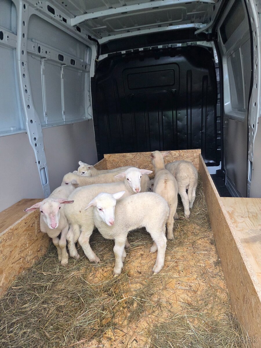 Kúpim ovce a jahňatá