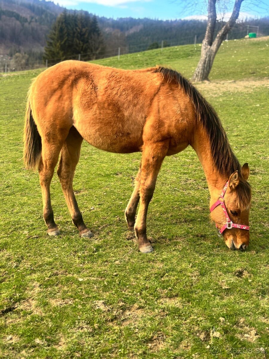 Kobylka QH s PP
