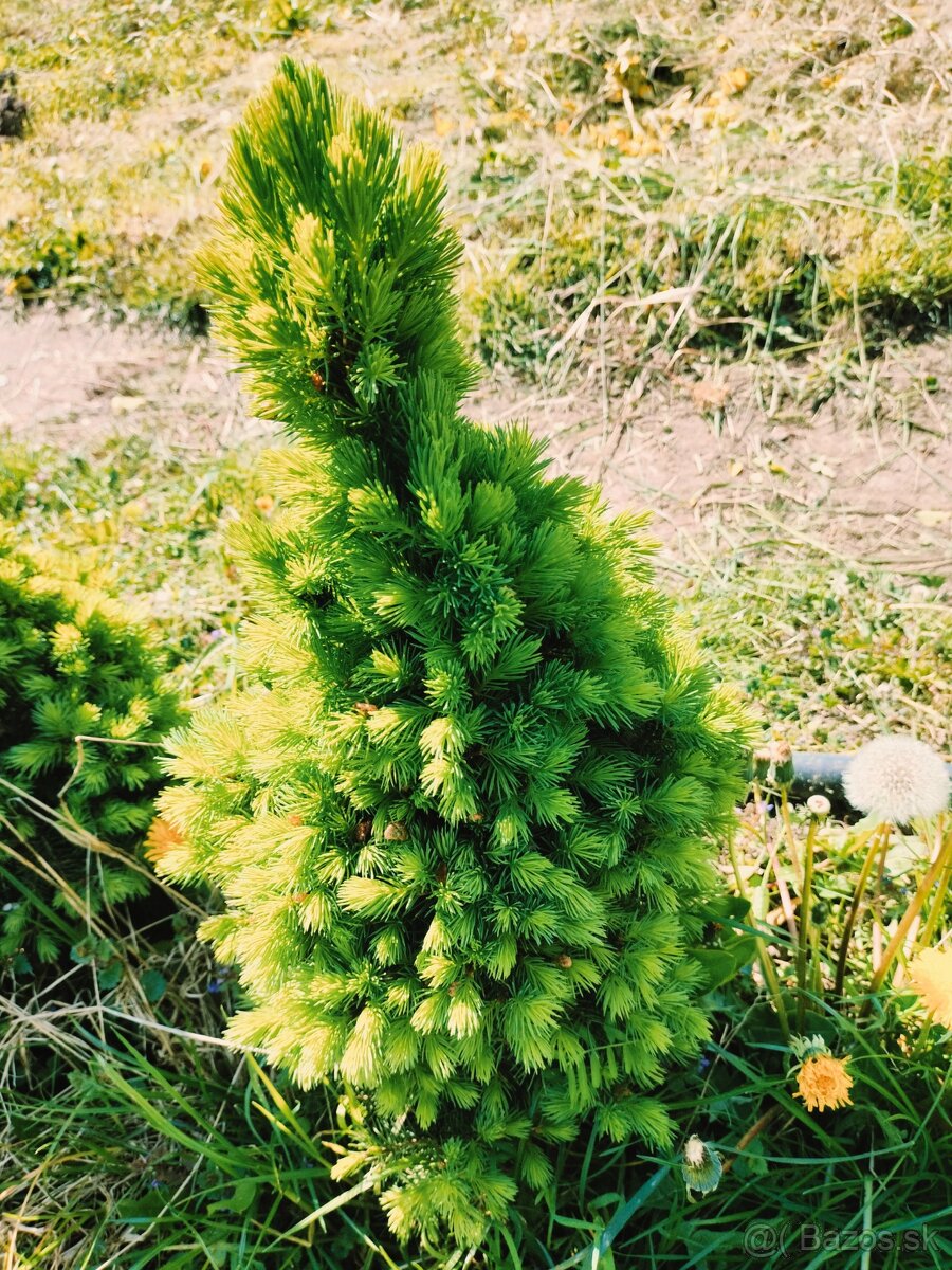 Okrasný stromček colnica picea glauca