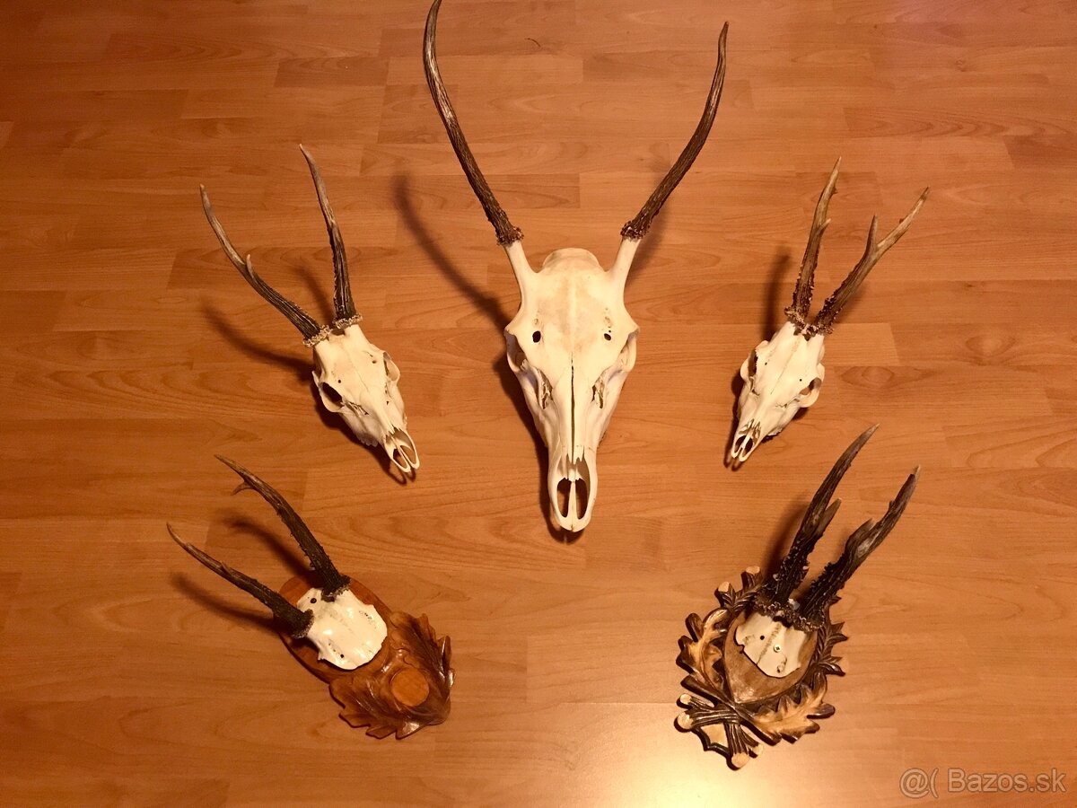 Predám poľovnícke trofeje.