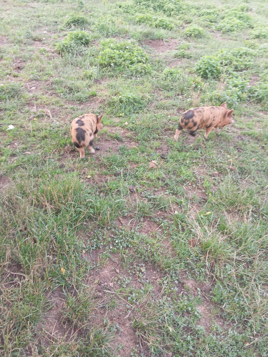 Ponúkam na predaj