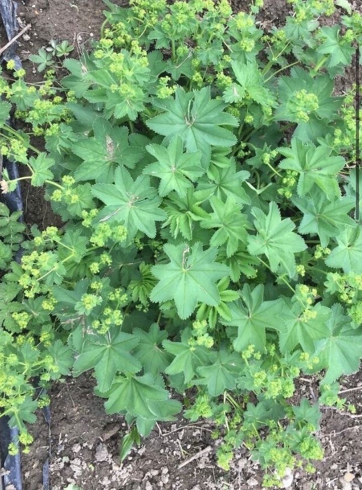 Alchemilka obycajna – lieciva rastlina