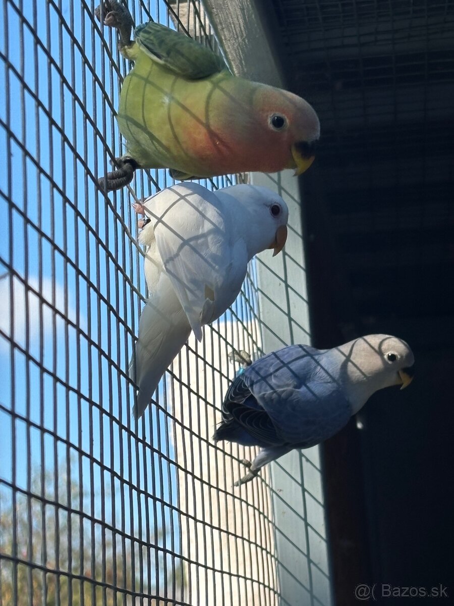 Agapornis ružovohrdly