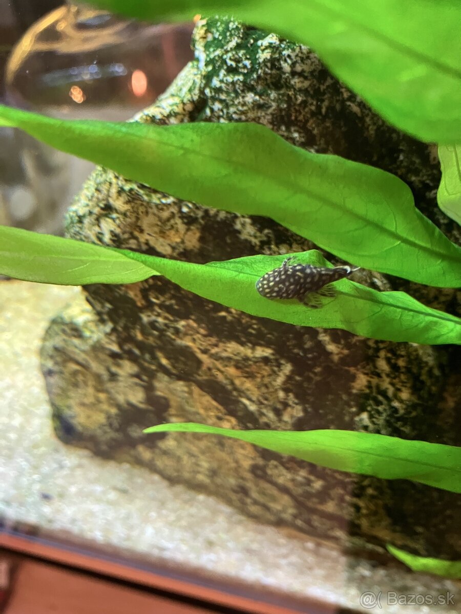 Prísavníky - ancitrus