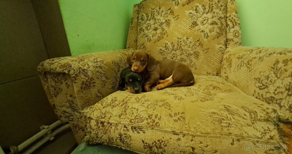 Šteniatka čistokrvného  jazvečítka