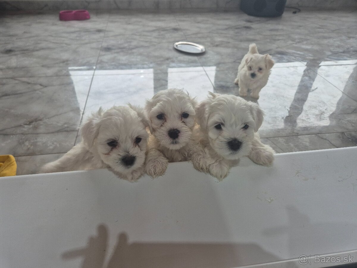 Ponúkam na predaj mini maltazaka