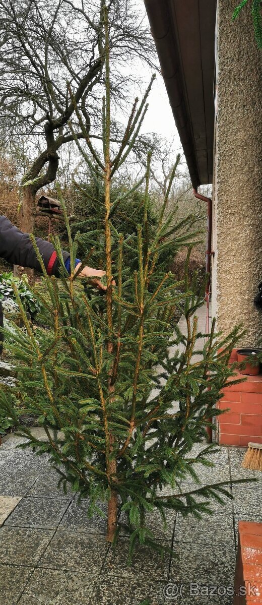 Vianočný stromček