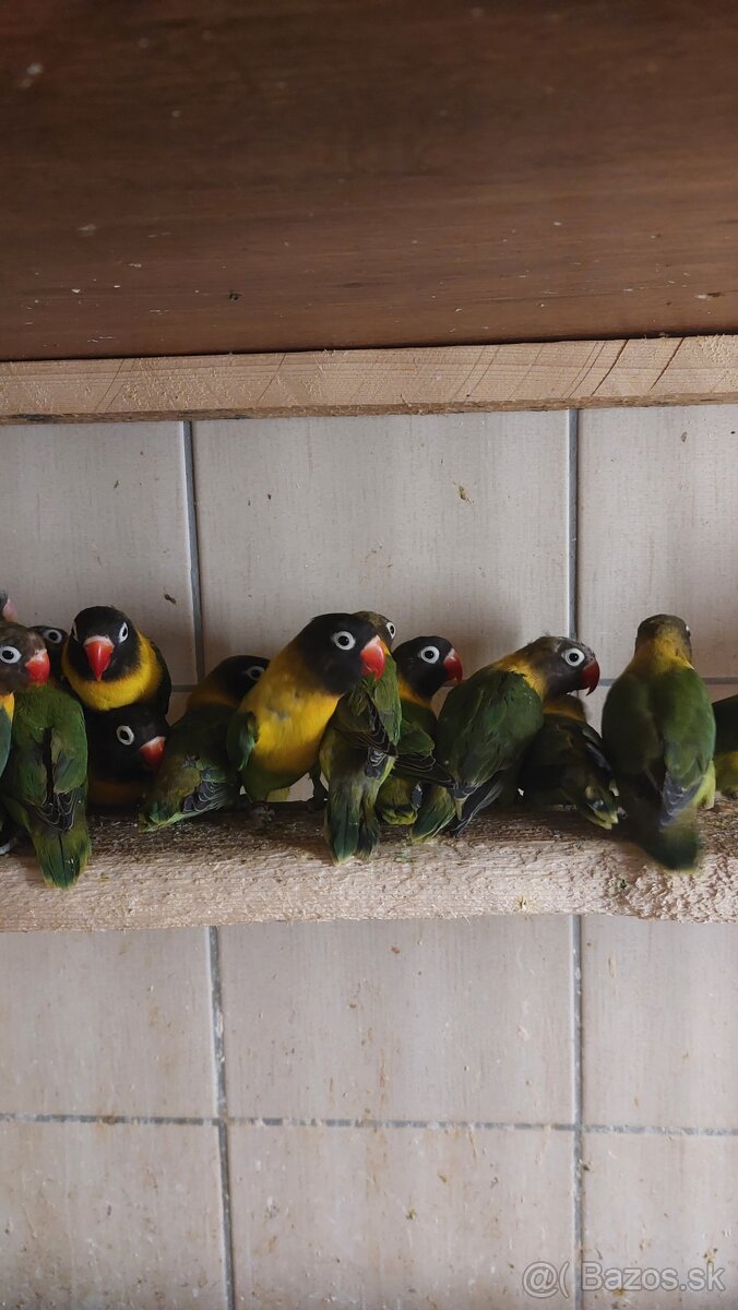 Ponúkam na predaj agapornisov