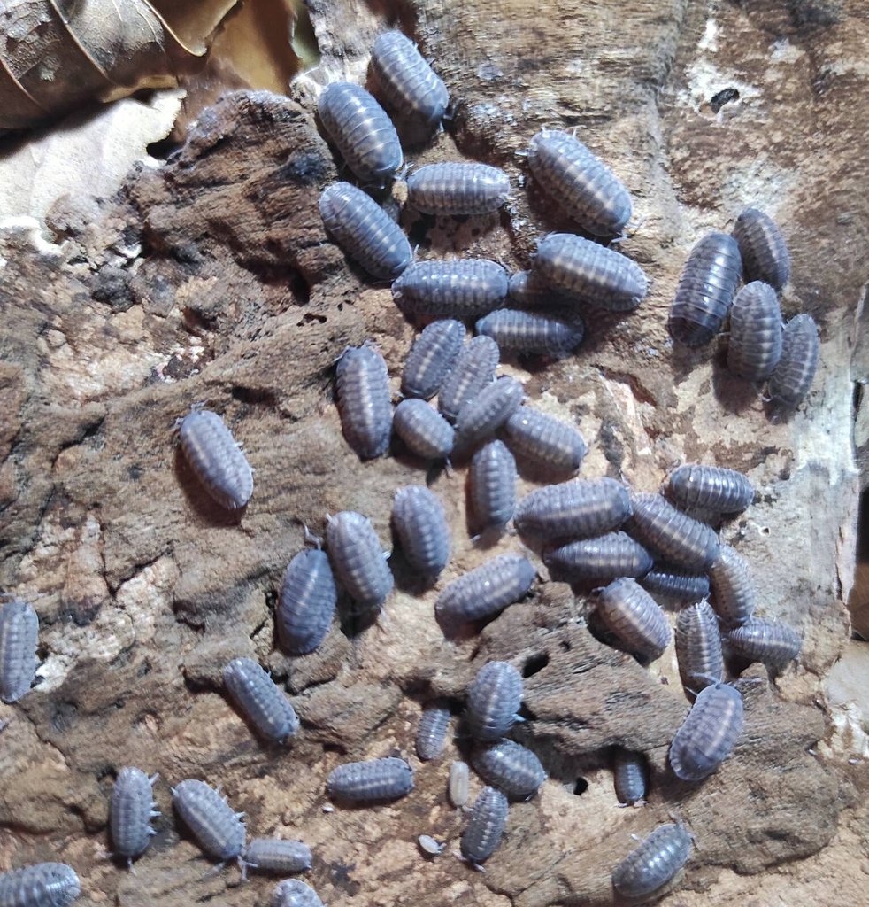 Cubaris sp. tung song