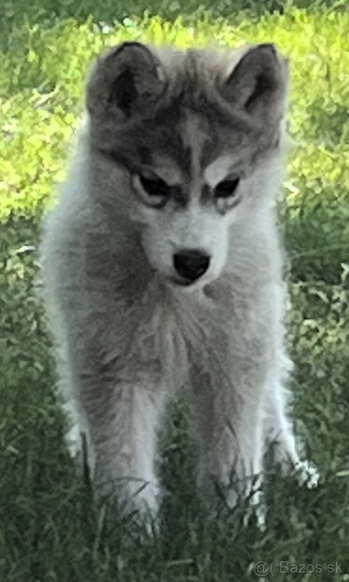 Sibírsky Husky