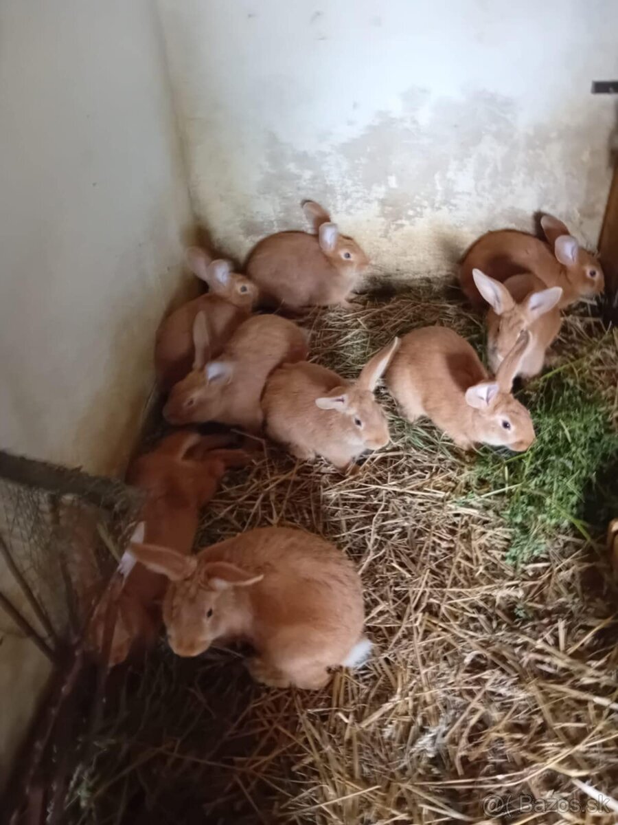 Predám Burgundske králiky