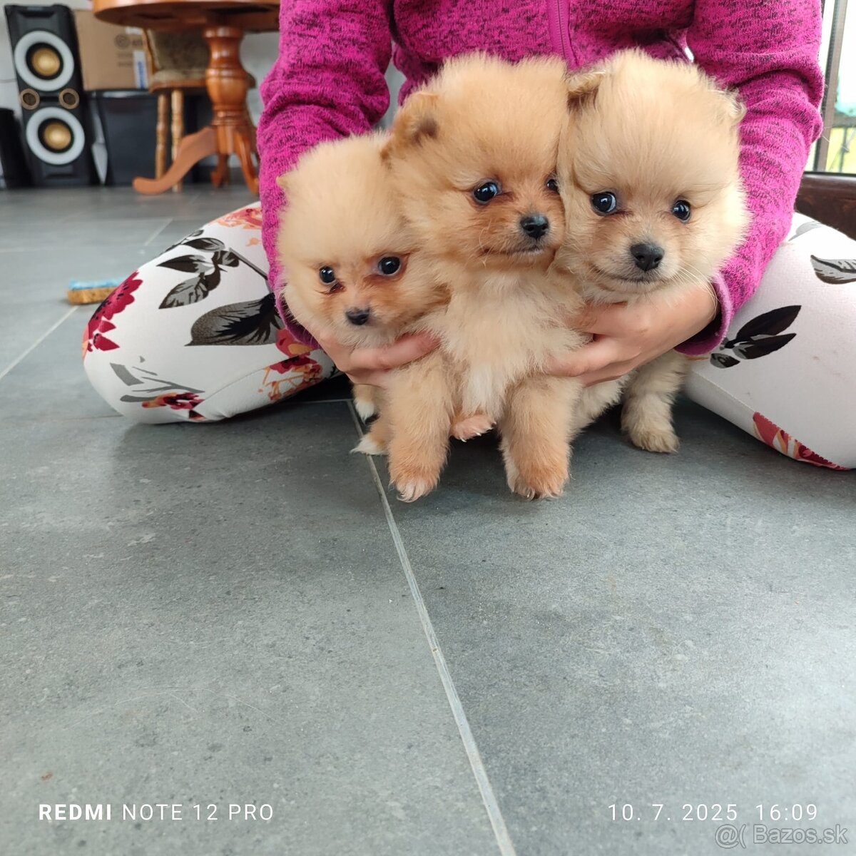 Nemecký trpaslicí špic typ pomeranian