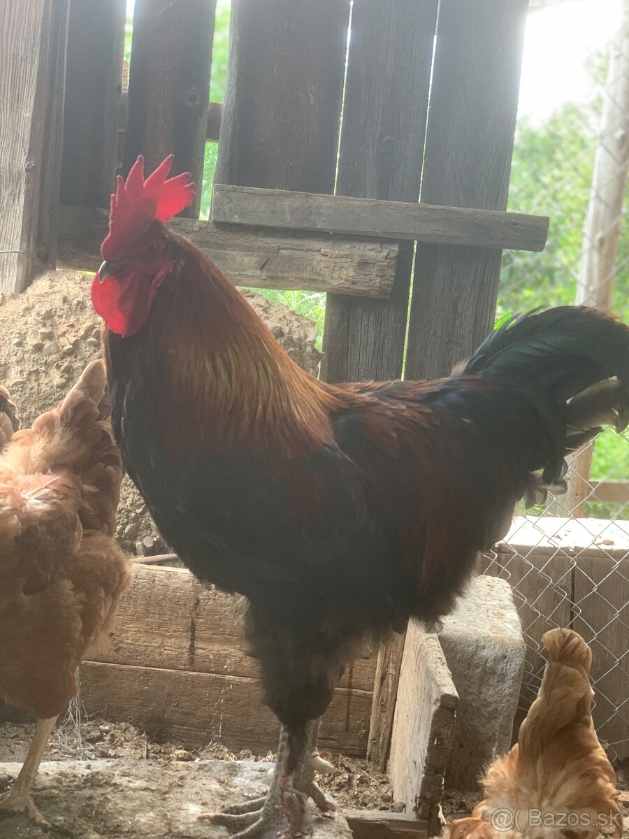 Predám kohúta Marans