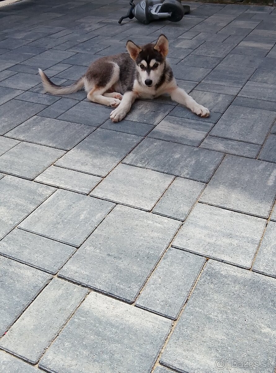Hasky
