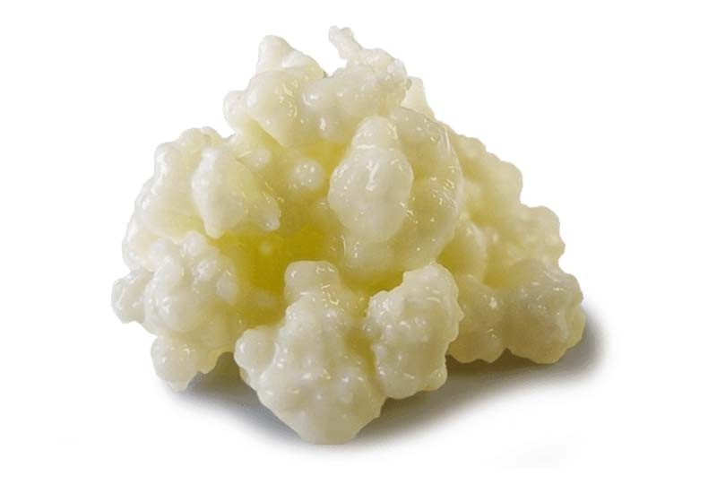 Tibetská huba – kefírové zrná na domáci kefír