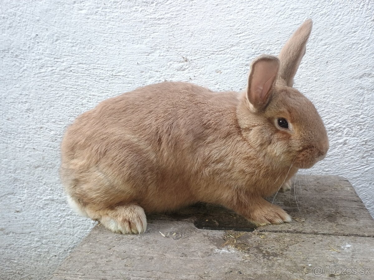 Burgundský králik - samička