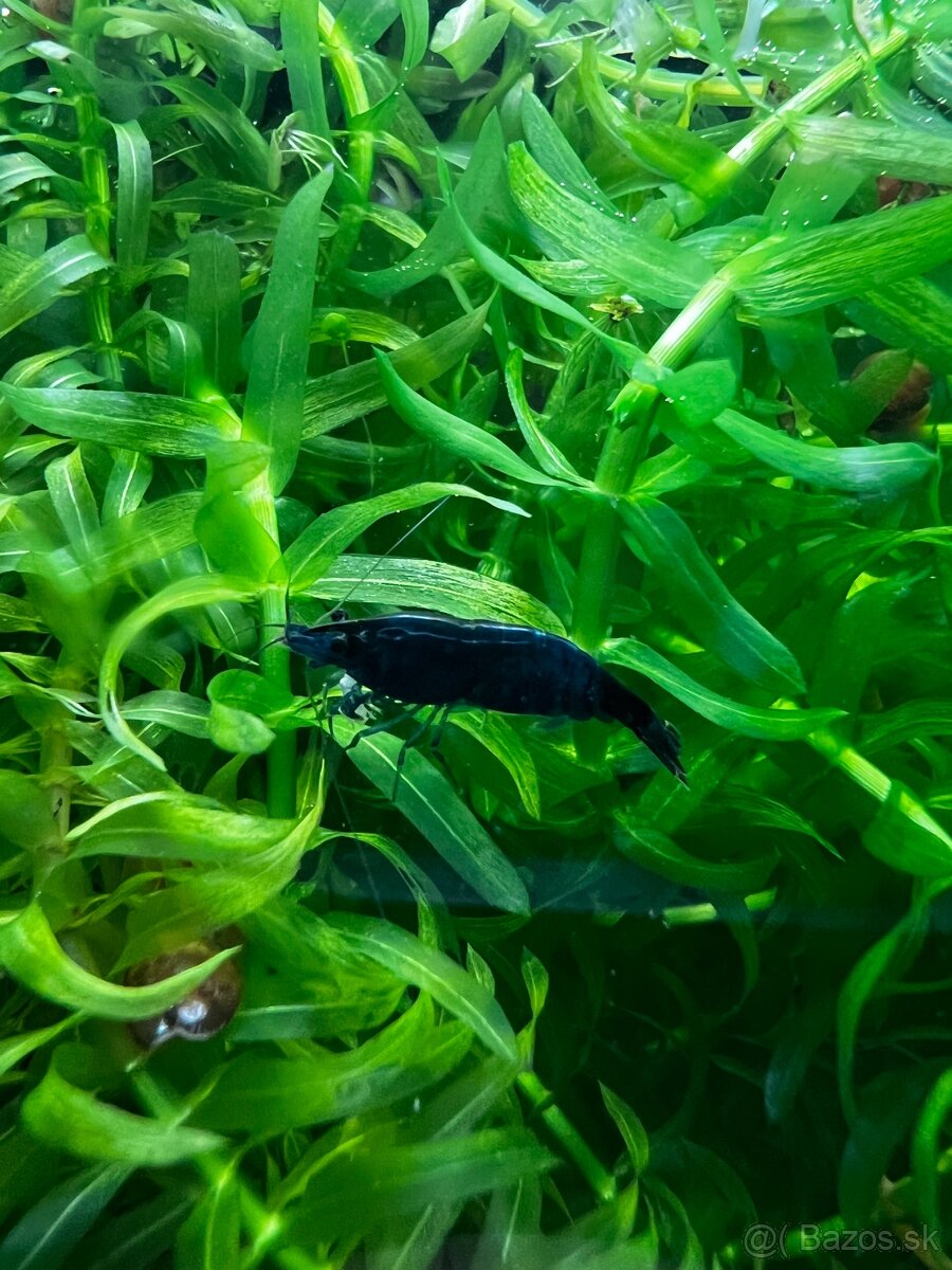 Krevetky | Neocaridina | Blue Dream