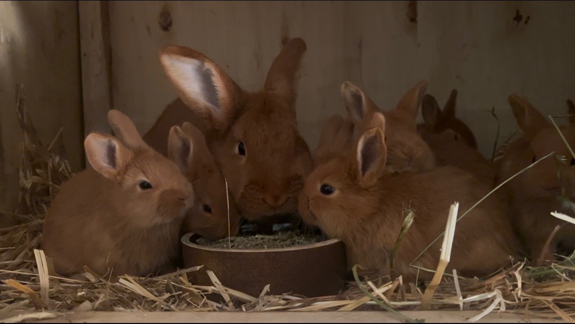 Novozélandský červený