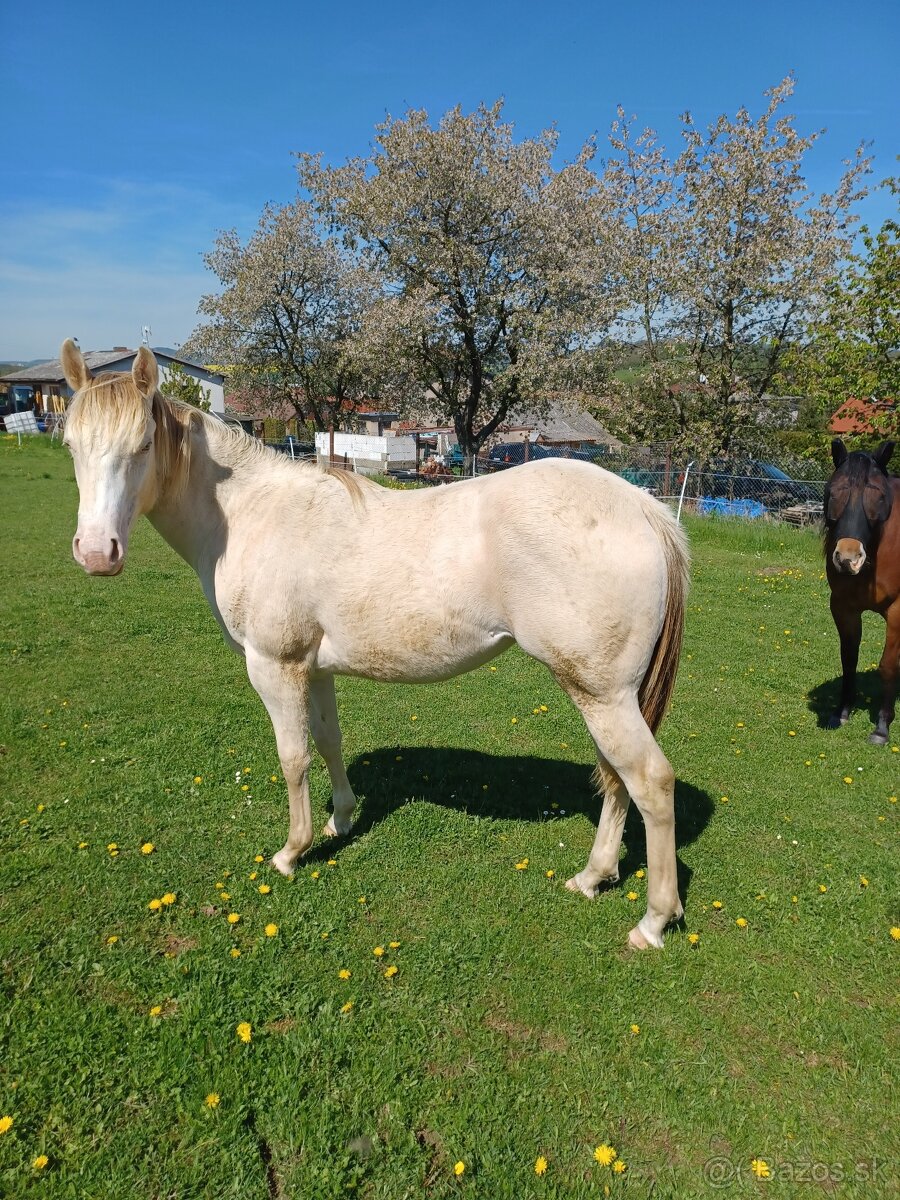 Quarter horse klisna 1rok
