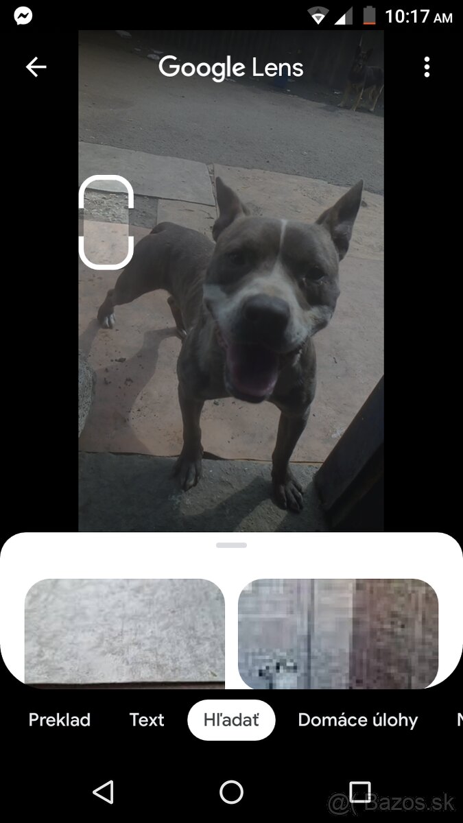 Pitbull stene 9 mesační ľúbi se bavic nerobí nič