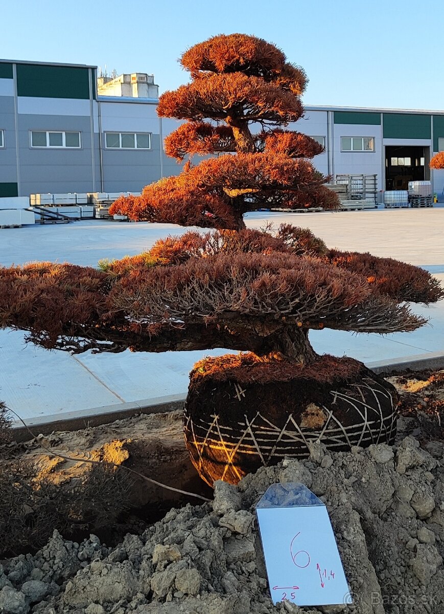 Suchý bonsai pre biophilic design - unikátny doplnok