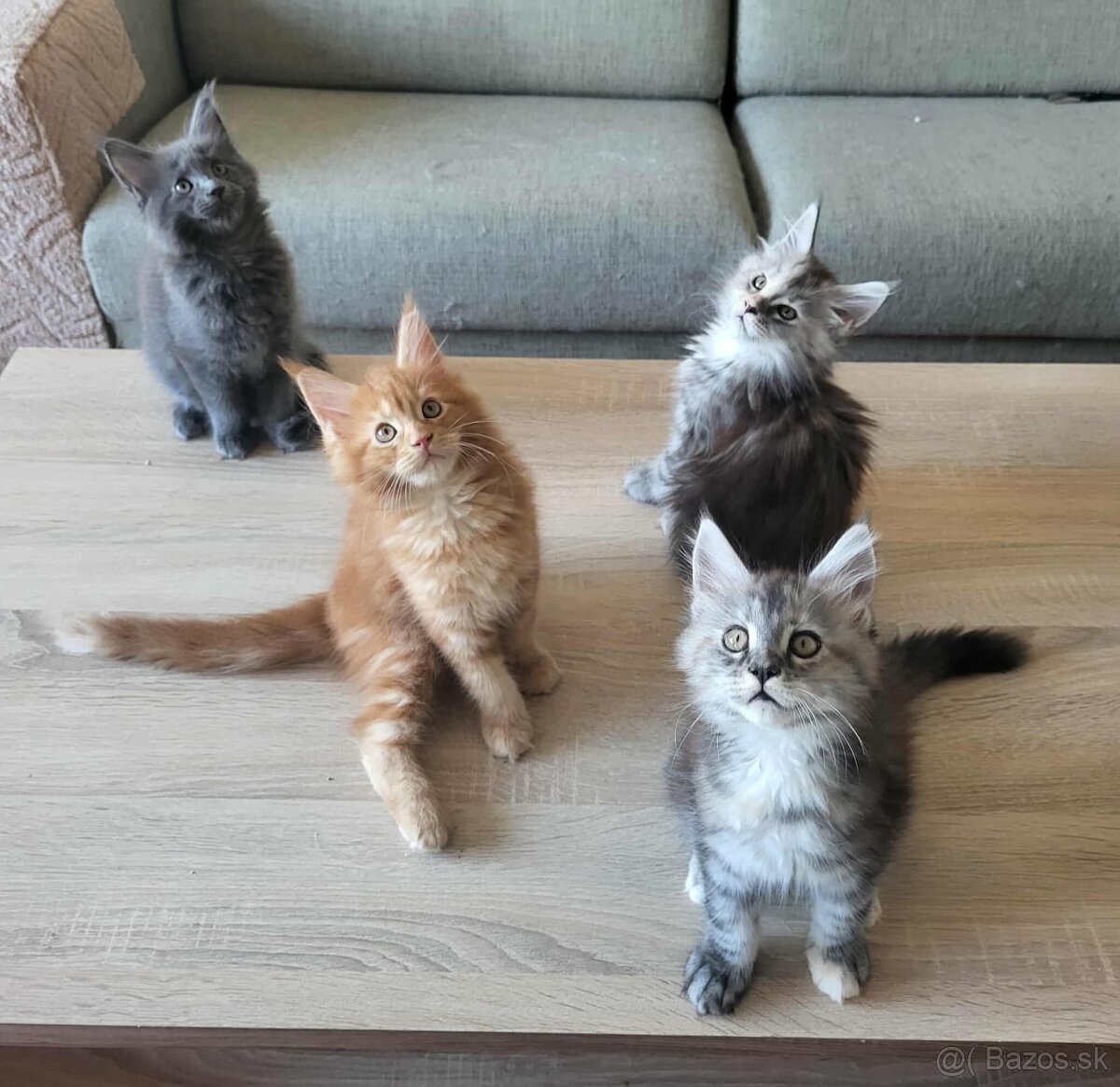 Mačiatka Maine Coon