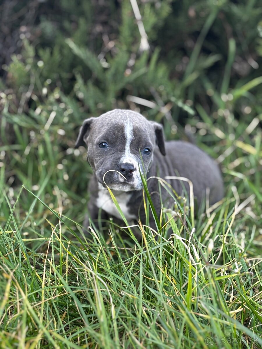 Americký stafordšírsky teriér