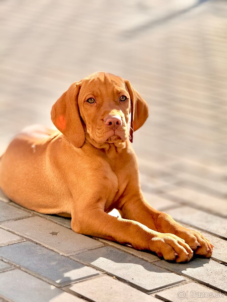 Maďarská vyžla – sučka s PP k odberu