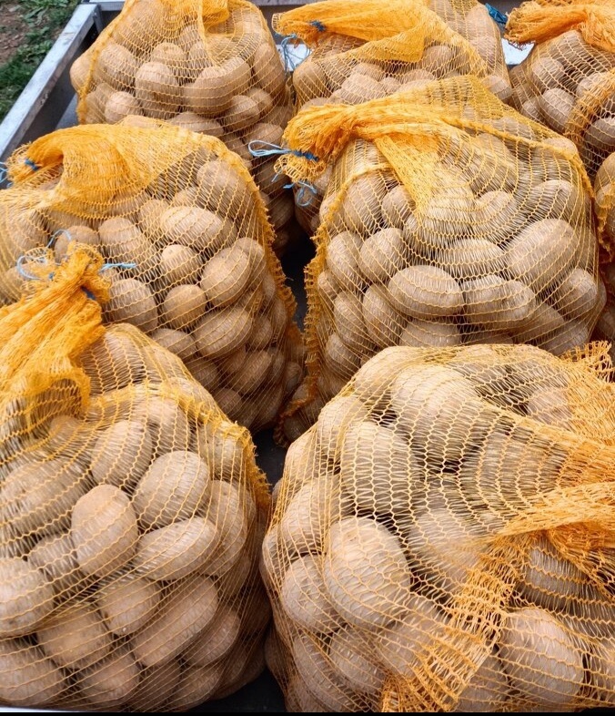 Holandské konzumné zemiaky