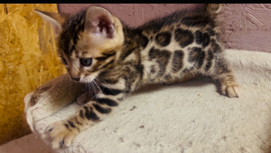 Bengalska mačka s PP