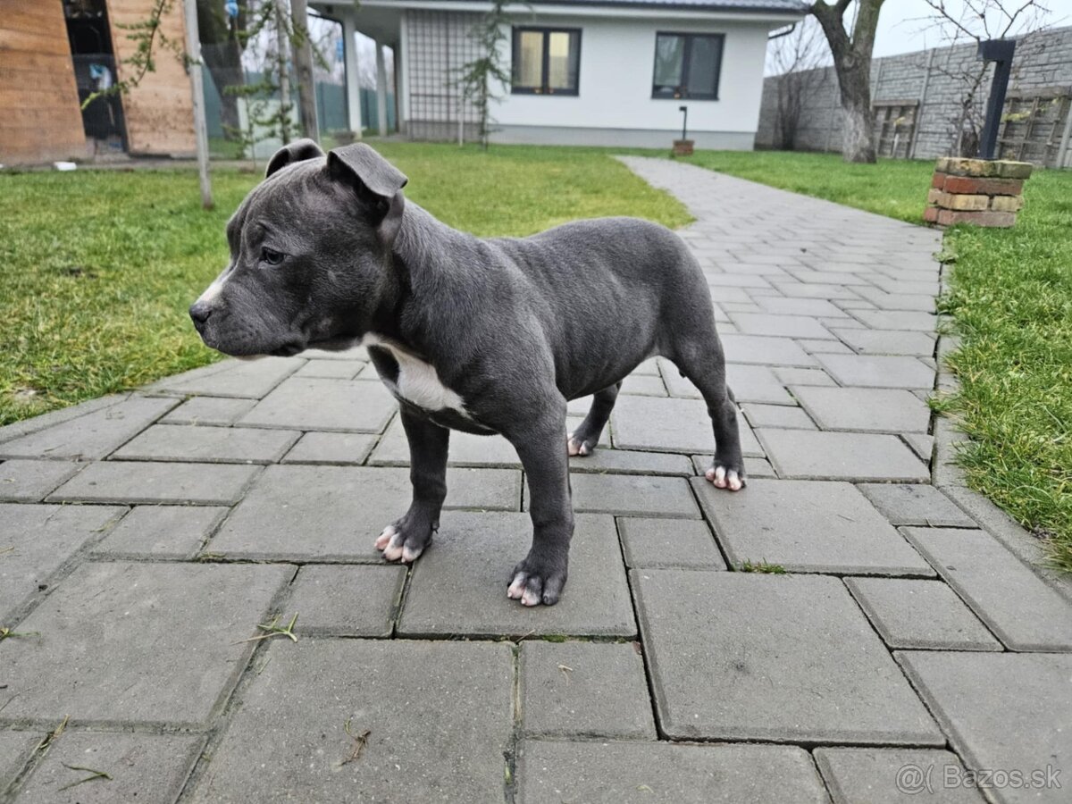 Americký stafordšírsky teriér - Blue (šteniatko)
