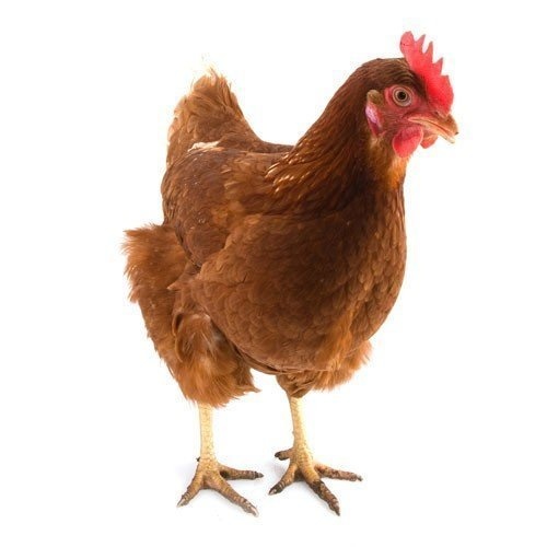 Predám mládky nosníc