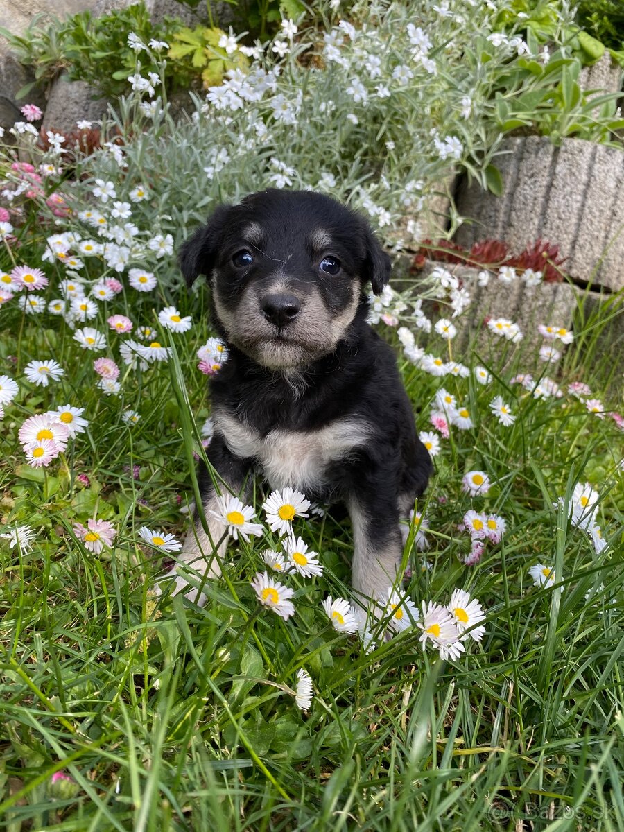 Darujem miešance Labradoru