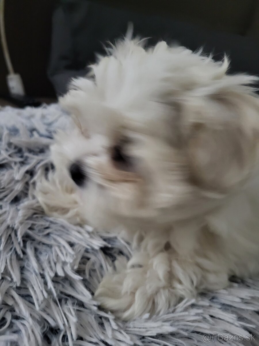 Mini maltezák