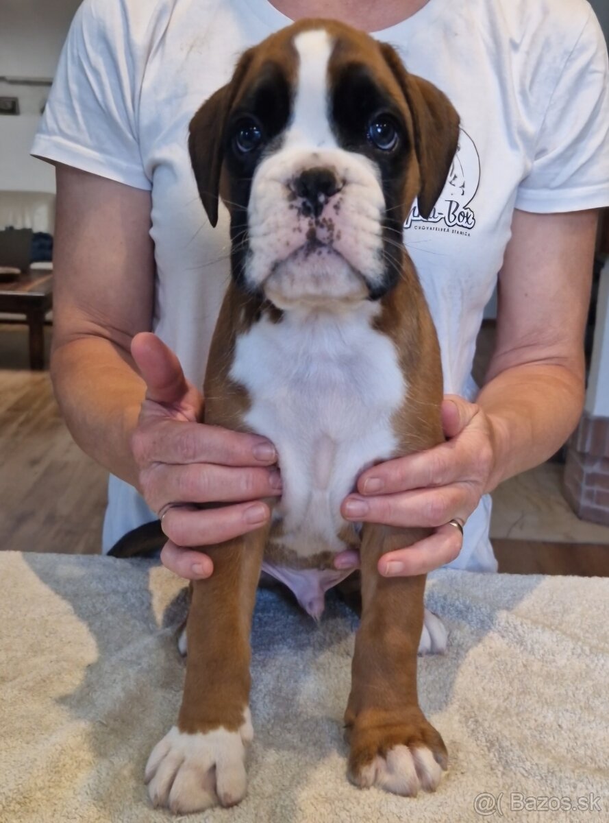 Nemecky boxer s pp - psík