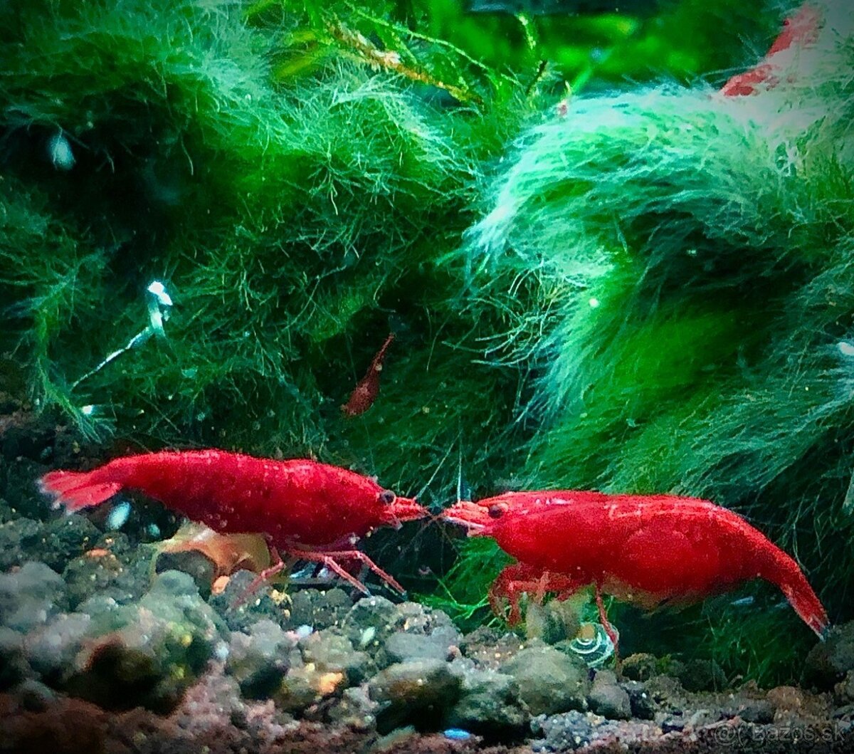 krevetky (Neocaridina)