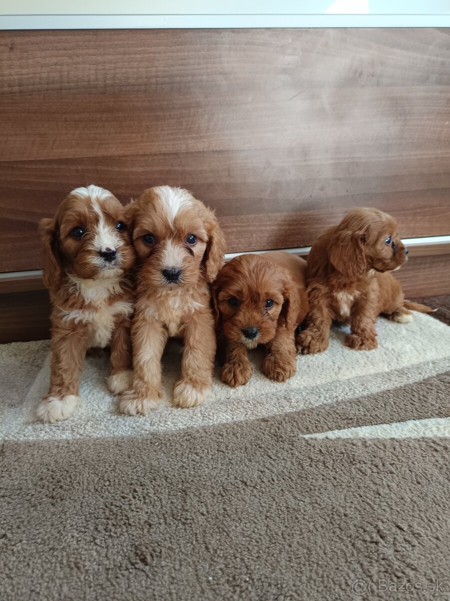 Cavapoo Chalepc/devica