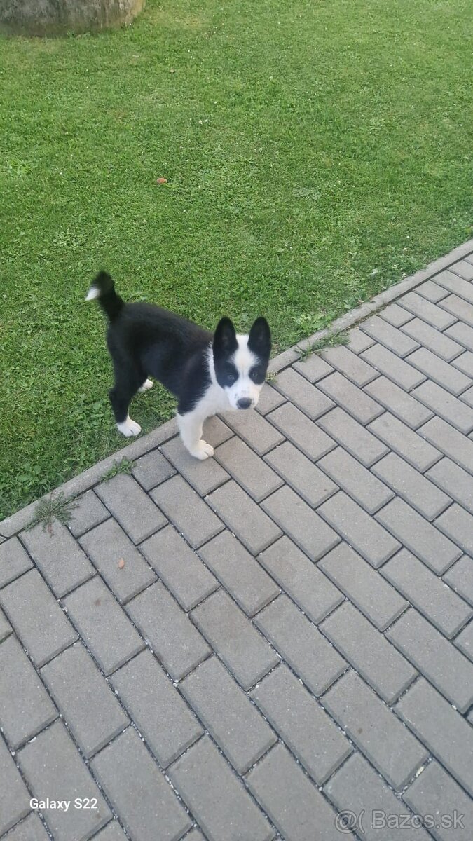 Karelský medvedí pes