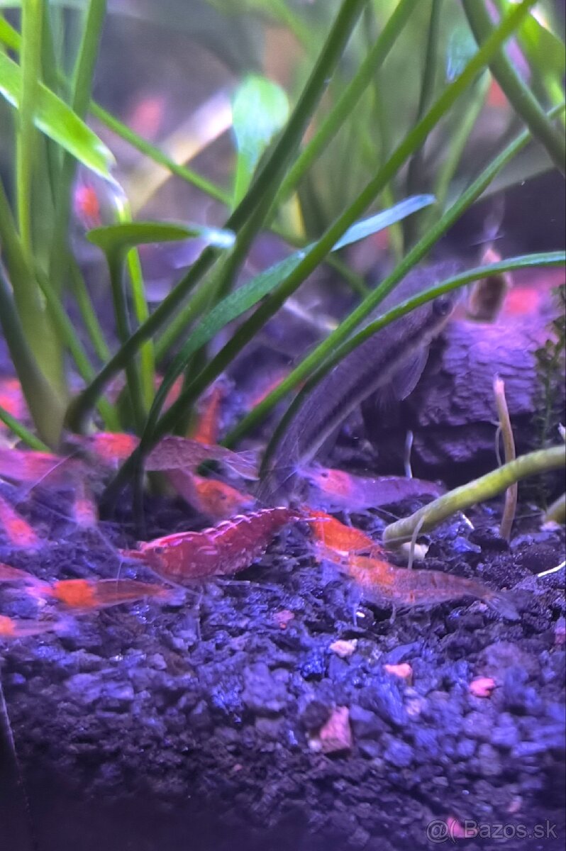 Predam krevetky Red cherry - Neocaridina davidi